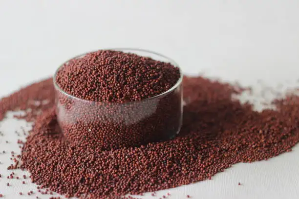 Finger Millet (Raagi)